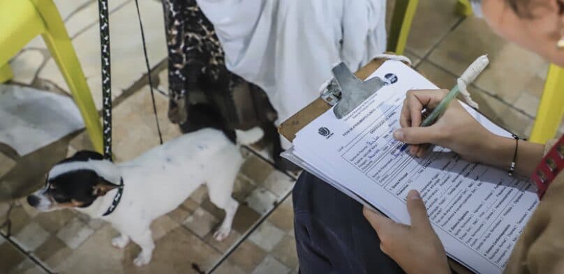 Rede de Proteção Animal está com agendamentos abertos para castrações gratuitas de cães e gatos