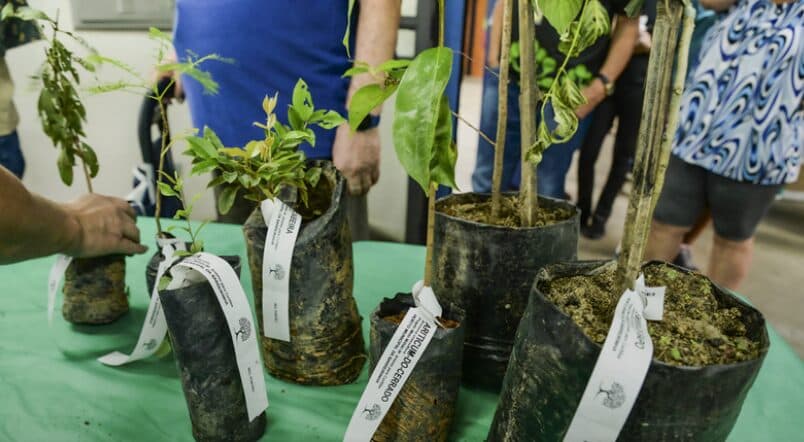 Maio vai terminar com a entrega de 10 mil mudas de árvores para os moradores. Saiba onde pegar
