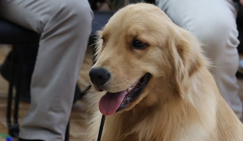 Novo programa para animais, Vet-Móvel começa em junho pela RMC e Litoral