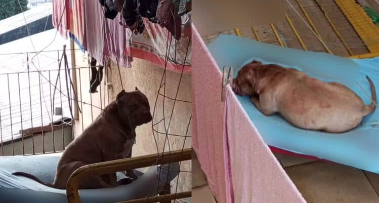 Casal é atacado por pitbull em casa e animal é contido após vizinho acionar polícia, no Paraná