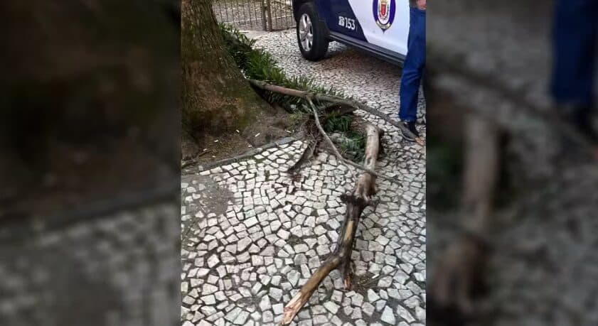 Vídeo mostra queda de galho que fez jovem perder movimentos em praça de Curitiba