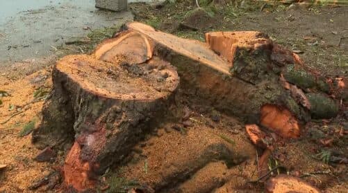 Ibama multa Prefeitura de Curitiba em R$ 525 mil por corte irregular de árvores