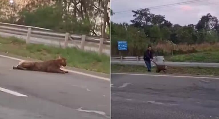 Homem puxa onça viva pelo rabo no meio de rodovia