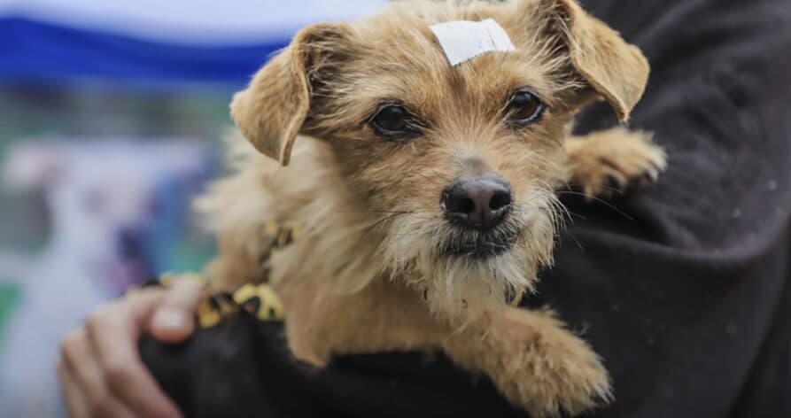 Curitiba promove sete mutirões de castração de cães e gatos com 5.167 vagas gratuitas
