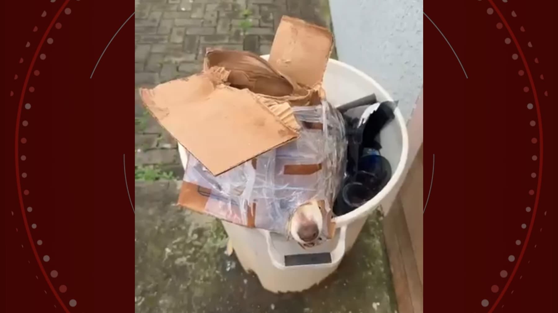 VÍDEO: cachorro é jogado no lixo preso dentro de caixa de papelão, no Paraná