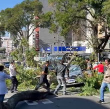 Queda de árvore deixa Rua Brigadeiro Franco interditada